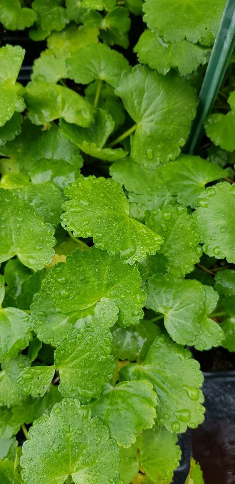 Sidalcea oregana leaf