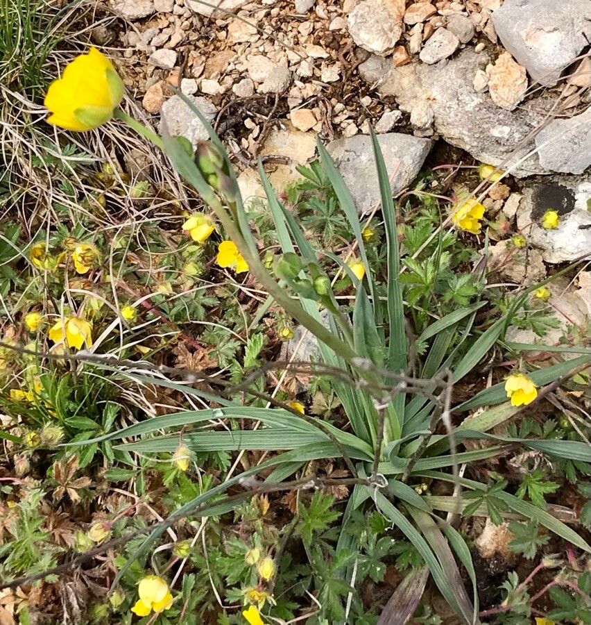 Ranunculus gramineus leaf