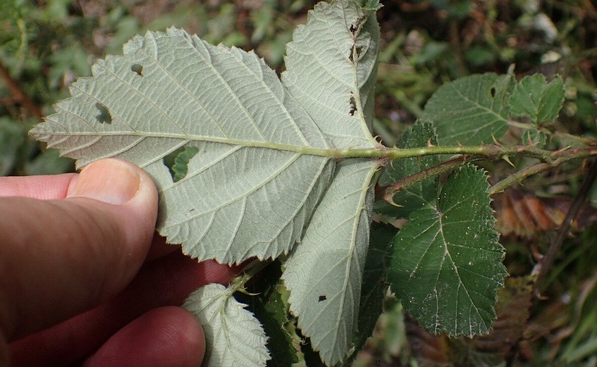 Rubus rigidus leaf