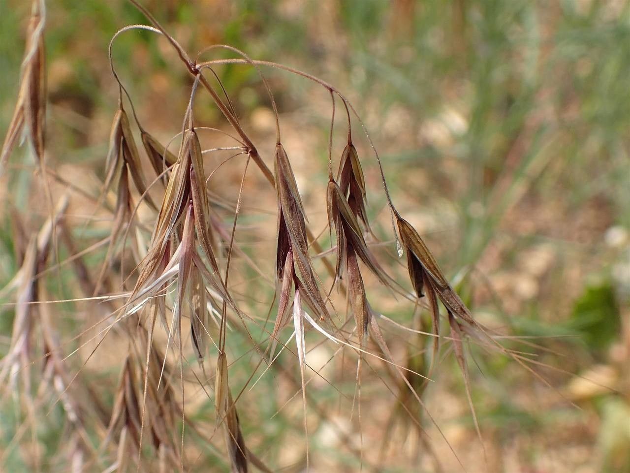 Bromus tectorum fruit