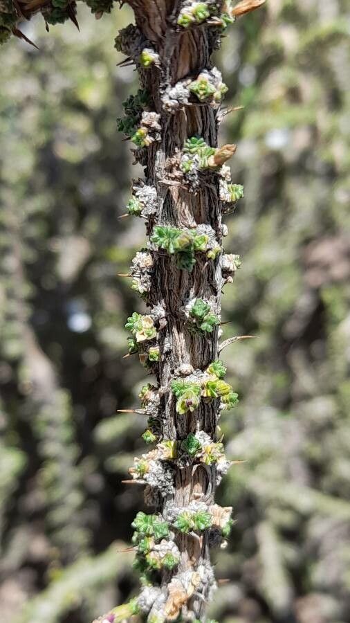 Junellia seriphioides bark
