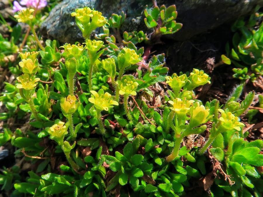 Saxifraga seguieri flower