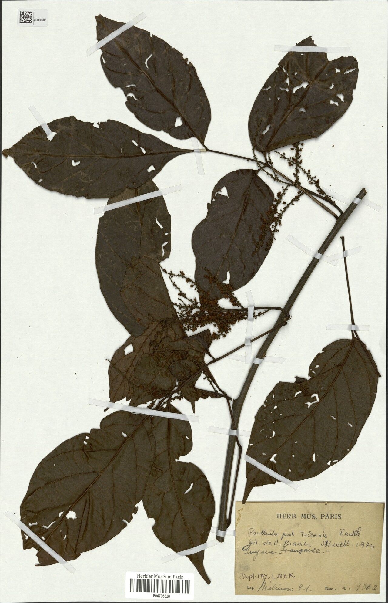 Paullinia tricornis — search result for 'Paullinia'