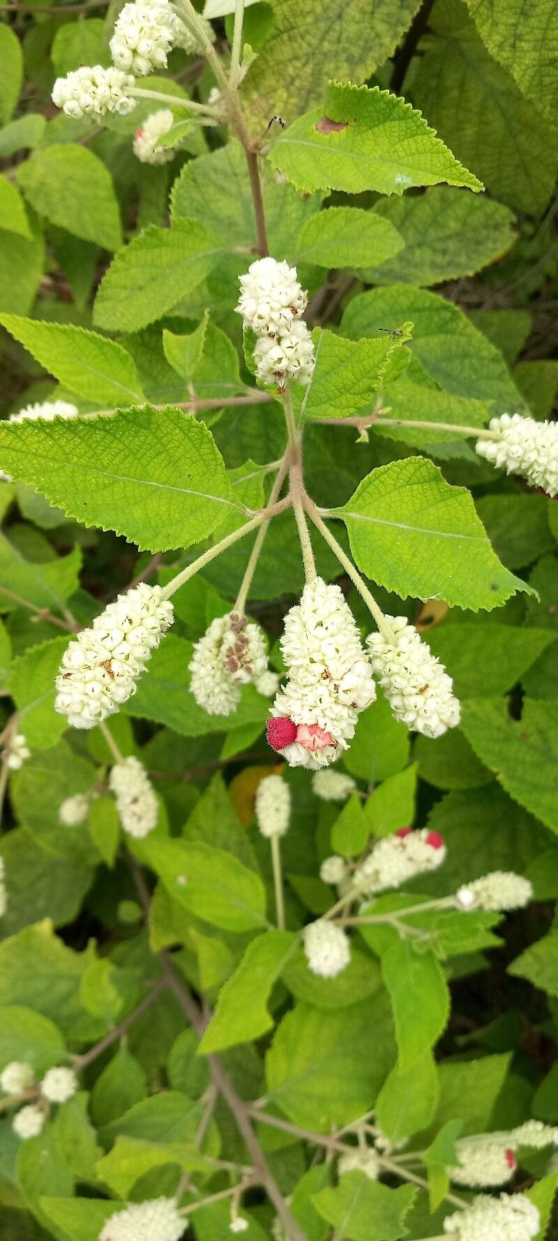 Varronia tomentosa — houseplant care guide