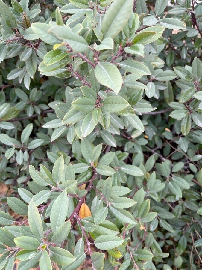 Xylococcus bicolor — search result for 'Arctostaphylos'