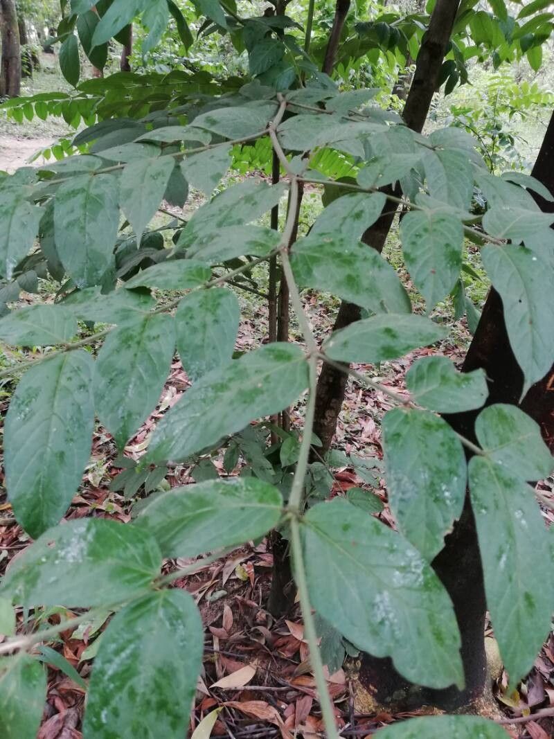 Psydrax arnoldianus — related species from the same genus