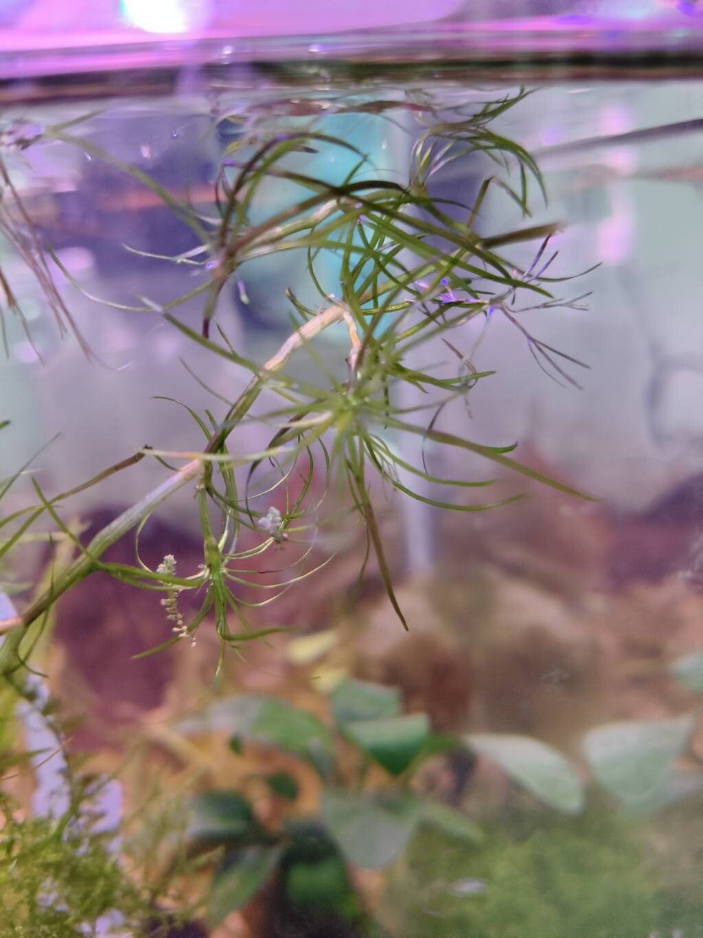 Najas indica — search result for 'Najas'