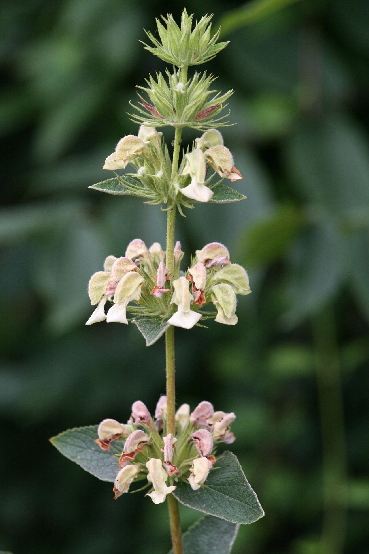 Phlomis samia flower