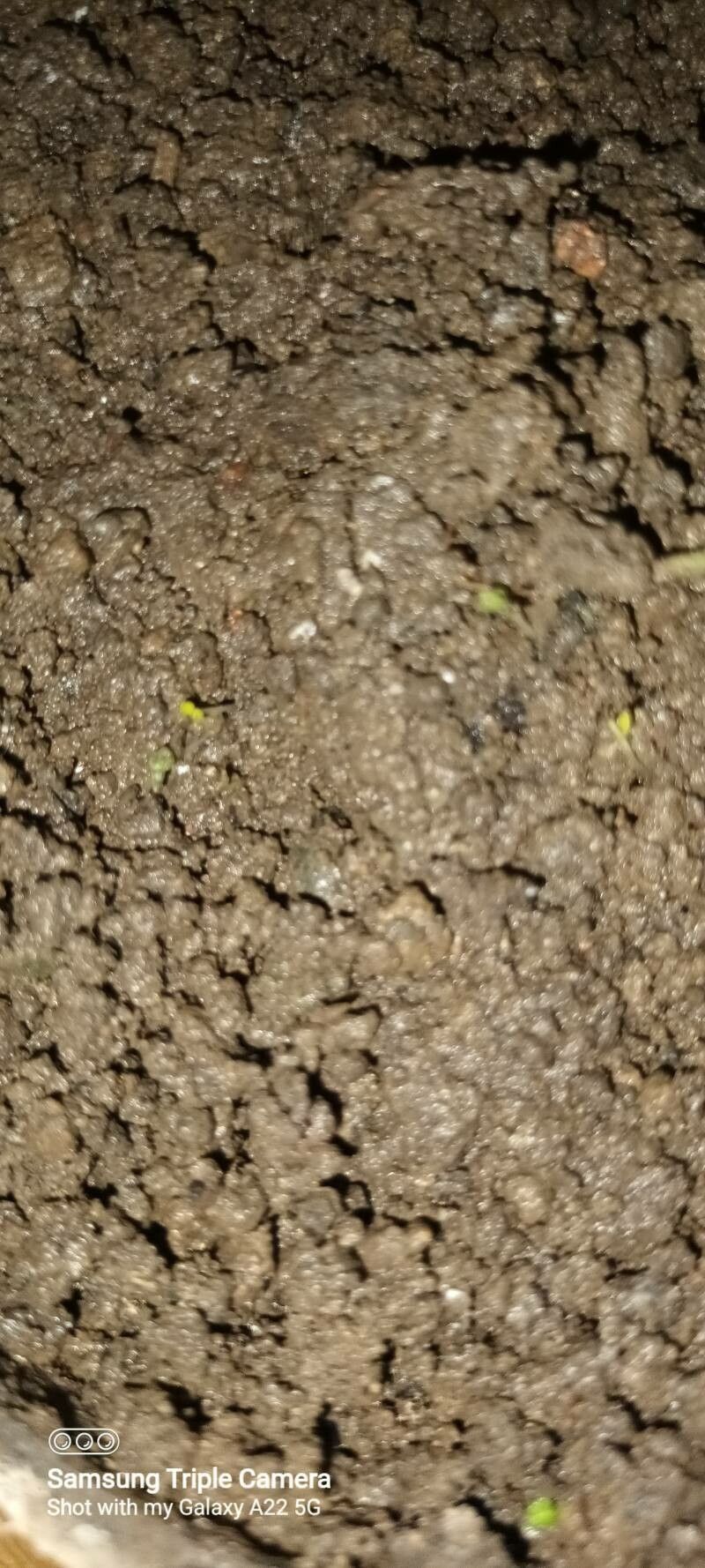 Khaya anthotheca leaf