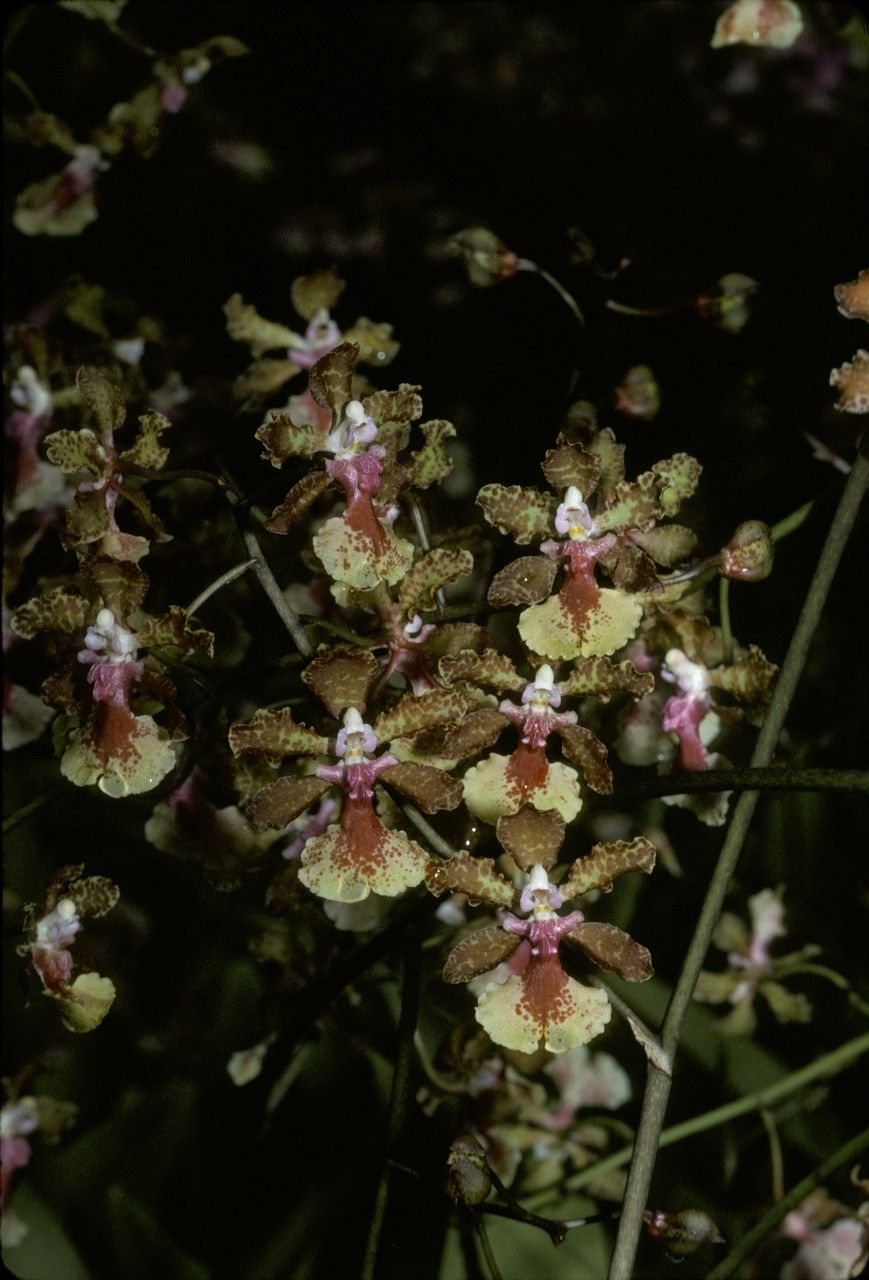 Trichocentrum × haematochilum — houseplant care guide