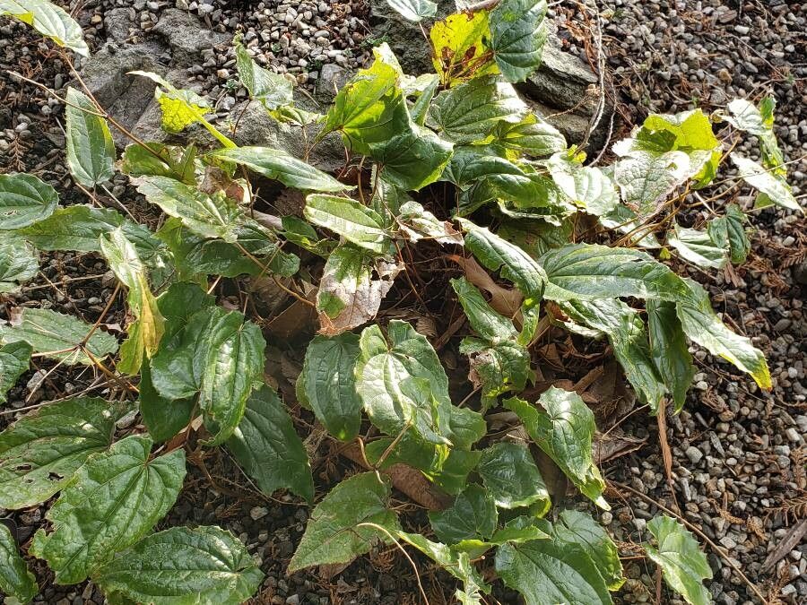 Epimedium franchetii habit