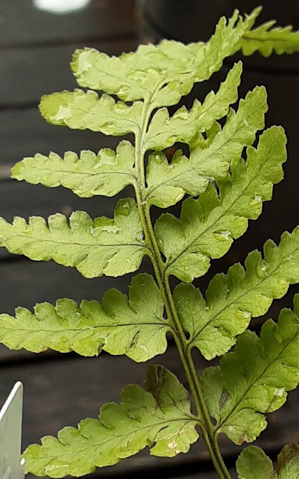 Dryopteris corleyi leaf