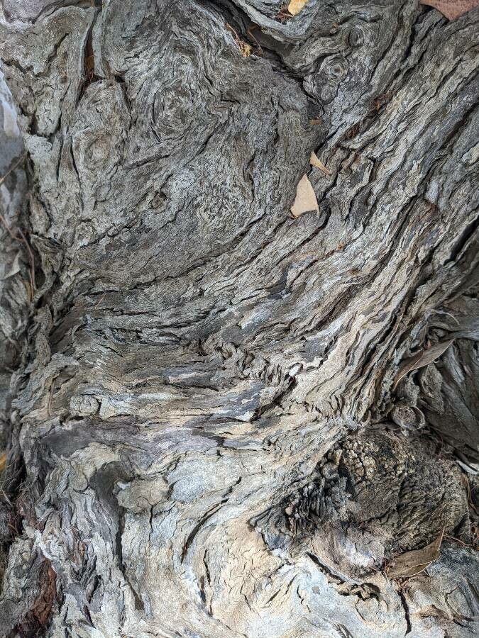 Eucalyptus conferruminata bark
