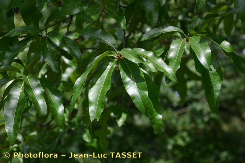 Quercus imbricata other