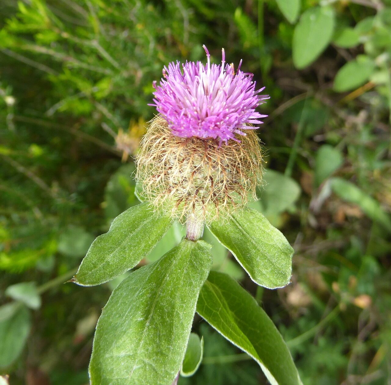 Centaurea pectinata flower
