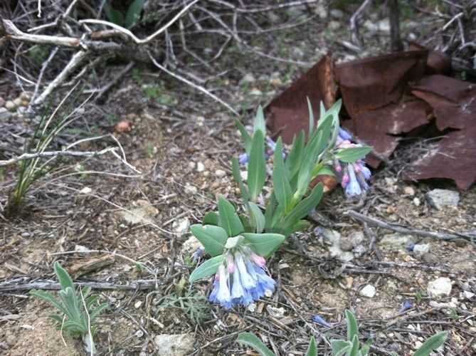 Mertensia oblongifolia habit