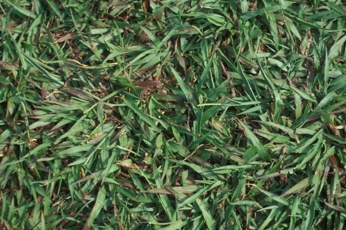 Paspalum setaceum habit