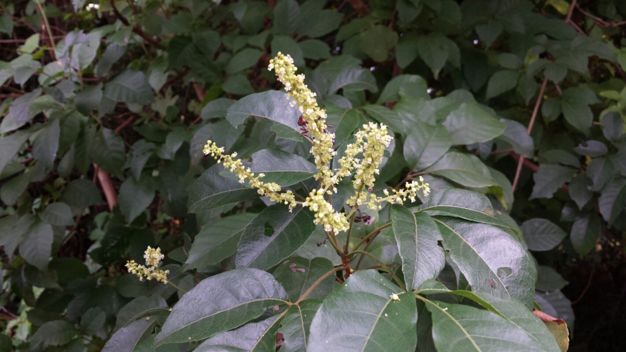 Allophylus boinensis flower