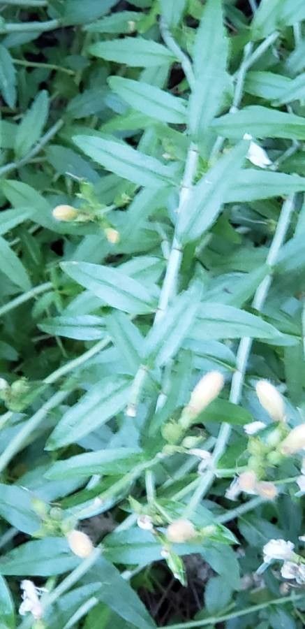 Keckiella breviflora — search result for 'Penstemon'