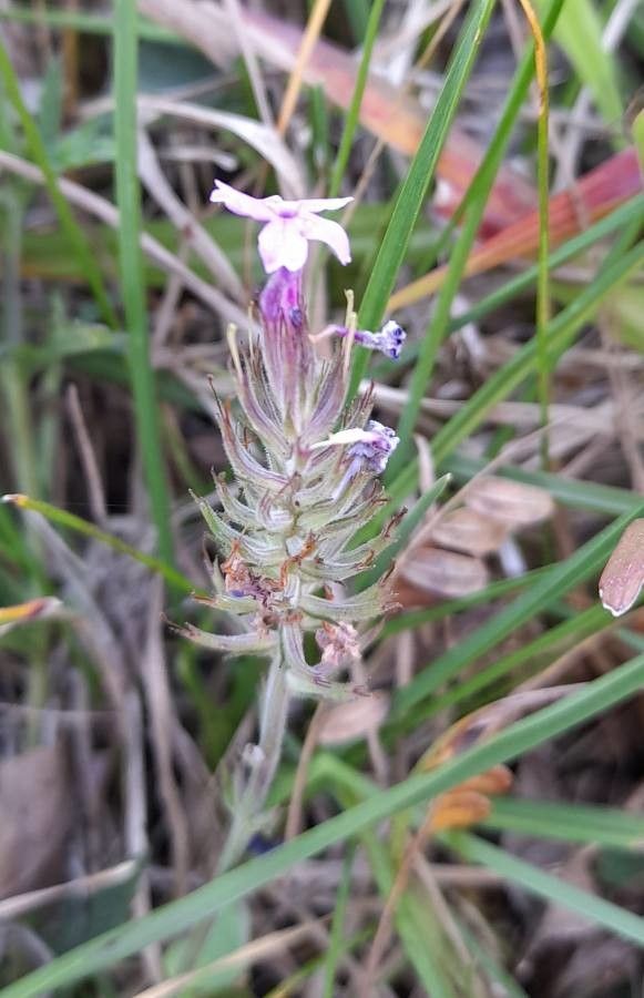 Verbena balansae flower