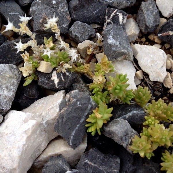 Sedum litoreum flower