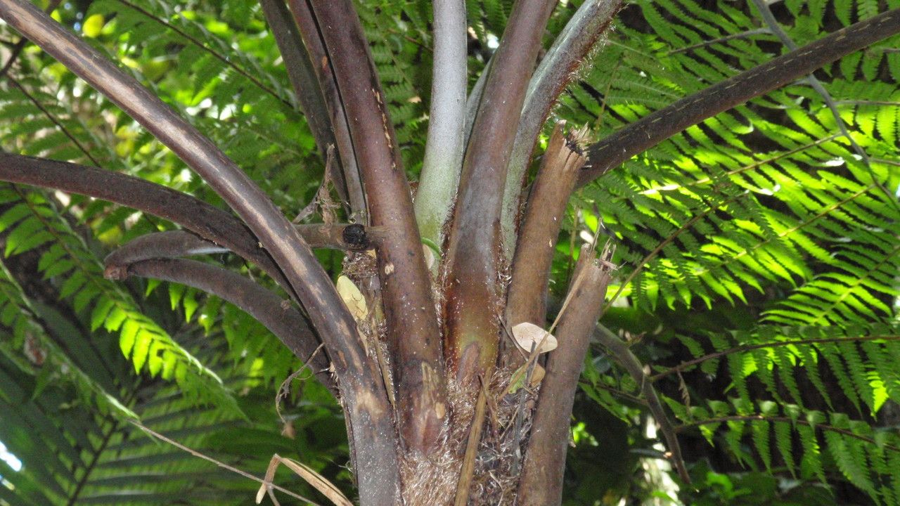 Cyathea cooperi bark