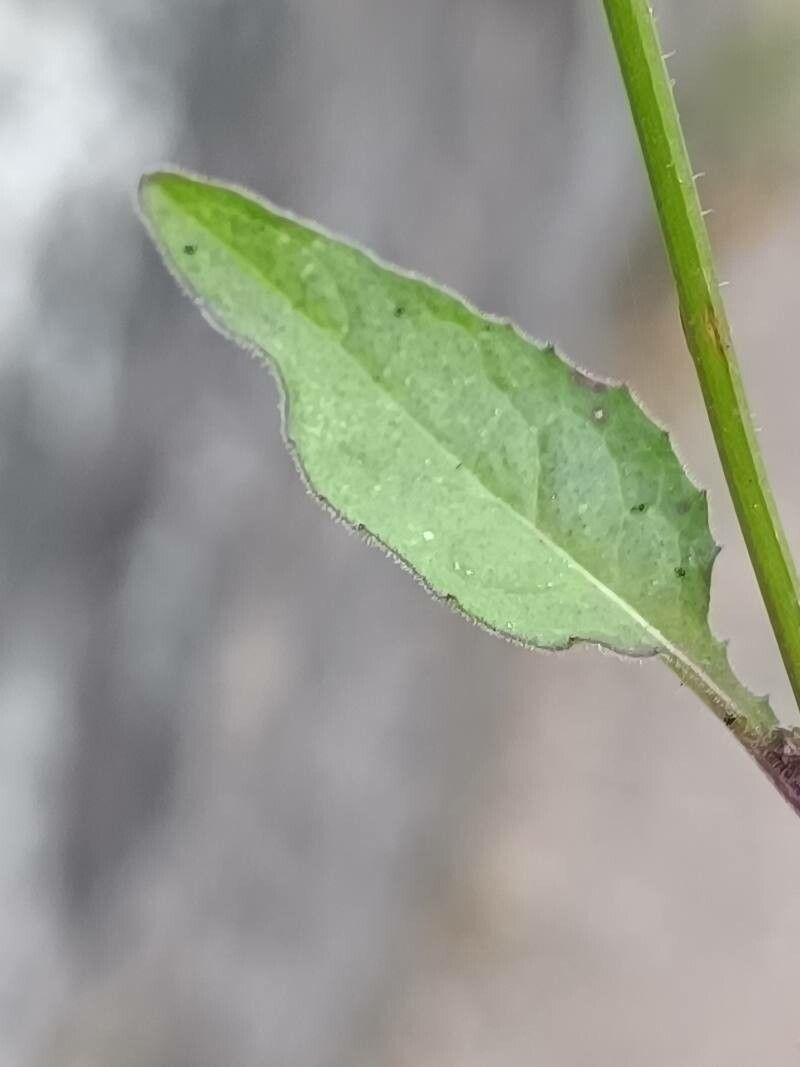 Crepis pulchra leaf