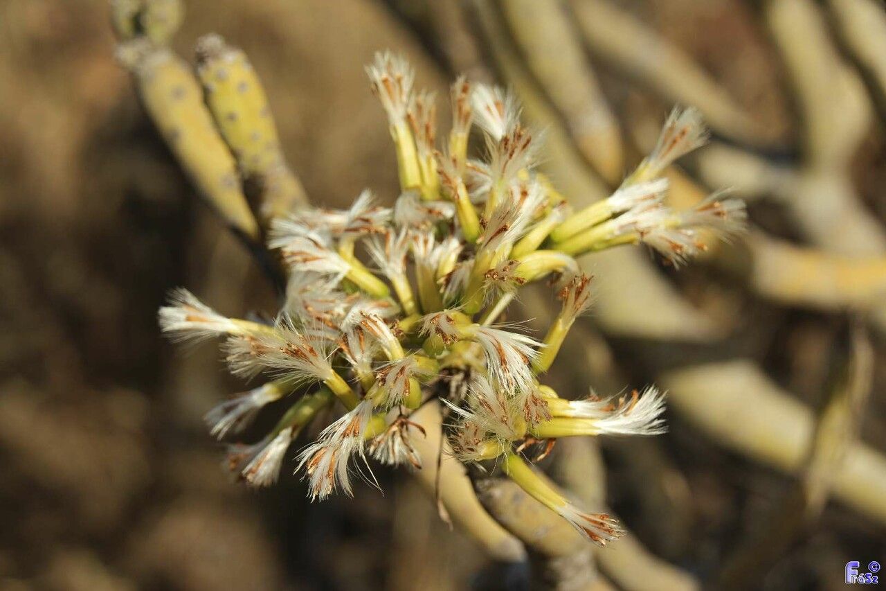 Kleinia neriifolia flower