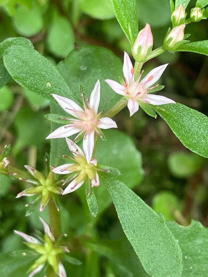 Phedimus stolonifer flower