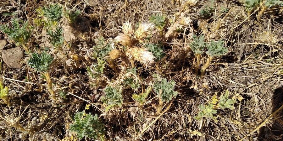 Astragalus nevadensis habit
