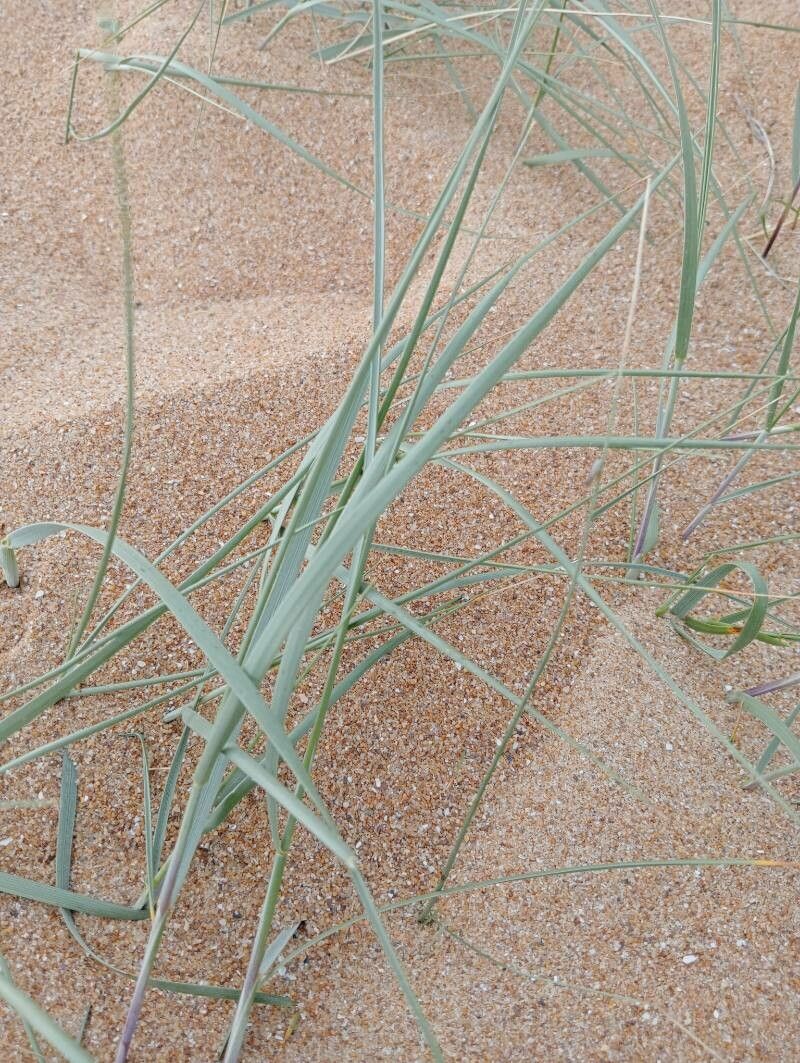 Thinopyrum acutum — related species from the same genus