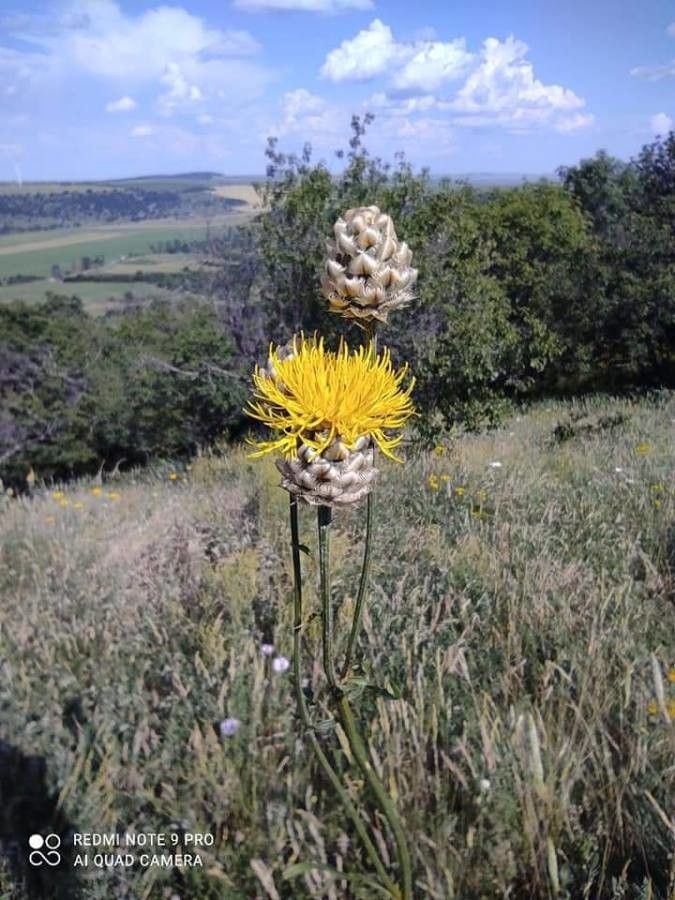 Centaurea orientalis — houseplant care guide