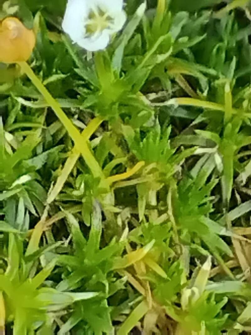 Sagina subulata leaf