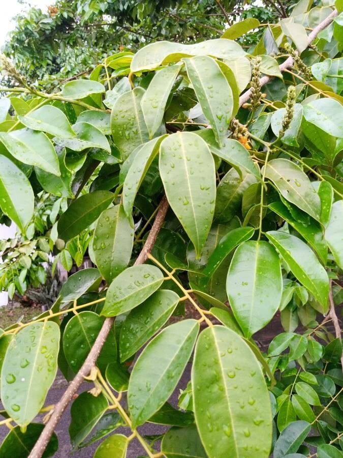 Pterocarpus santalinoides leaf
