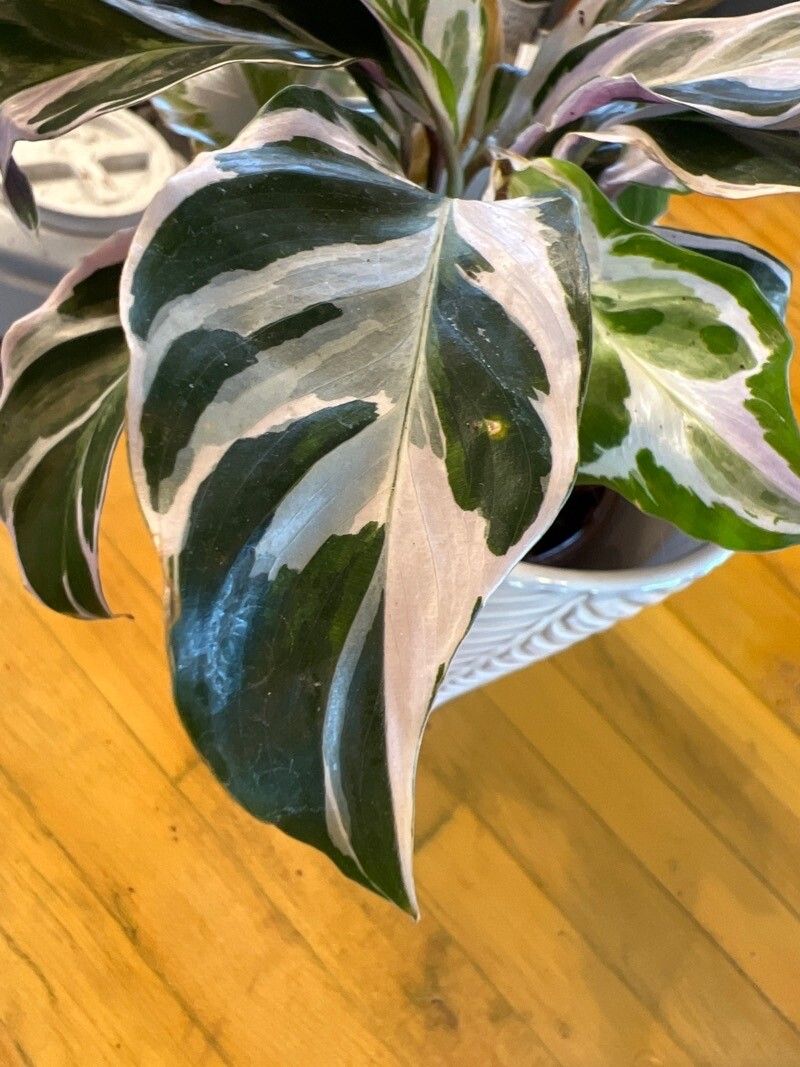 Goeppertia lietzei — search result for 'Calathea'