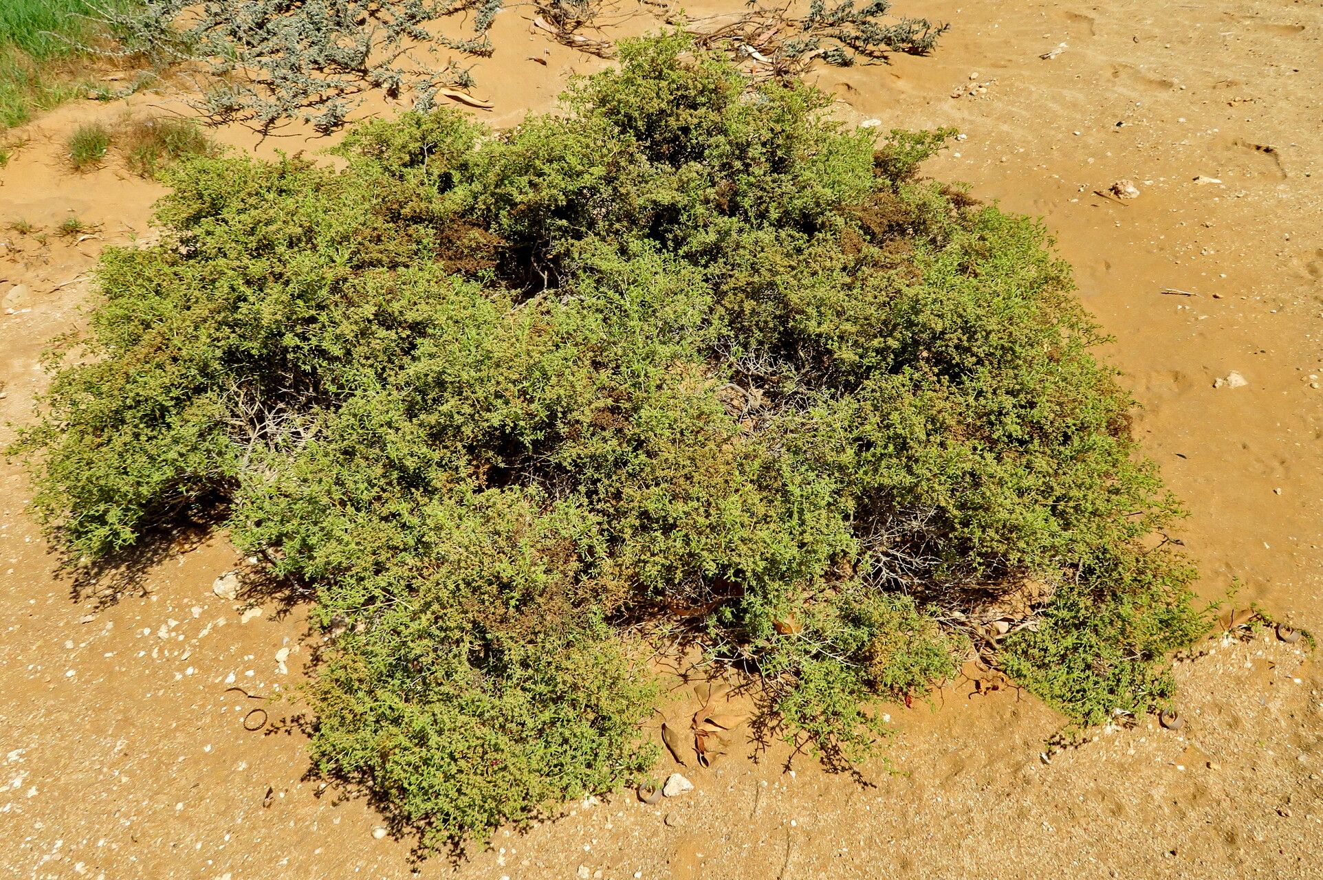 Aizoon africanum habit