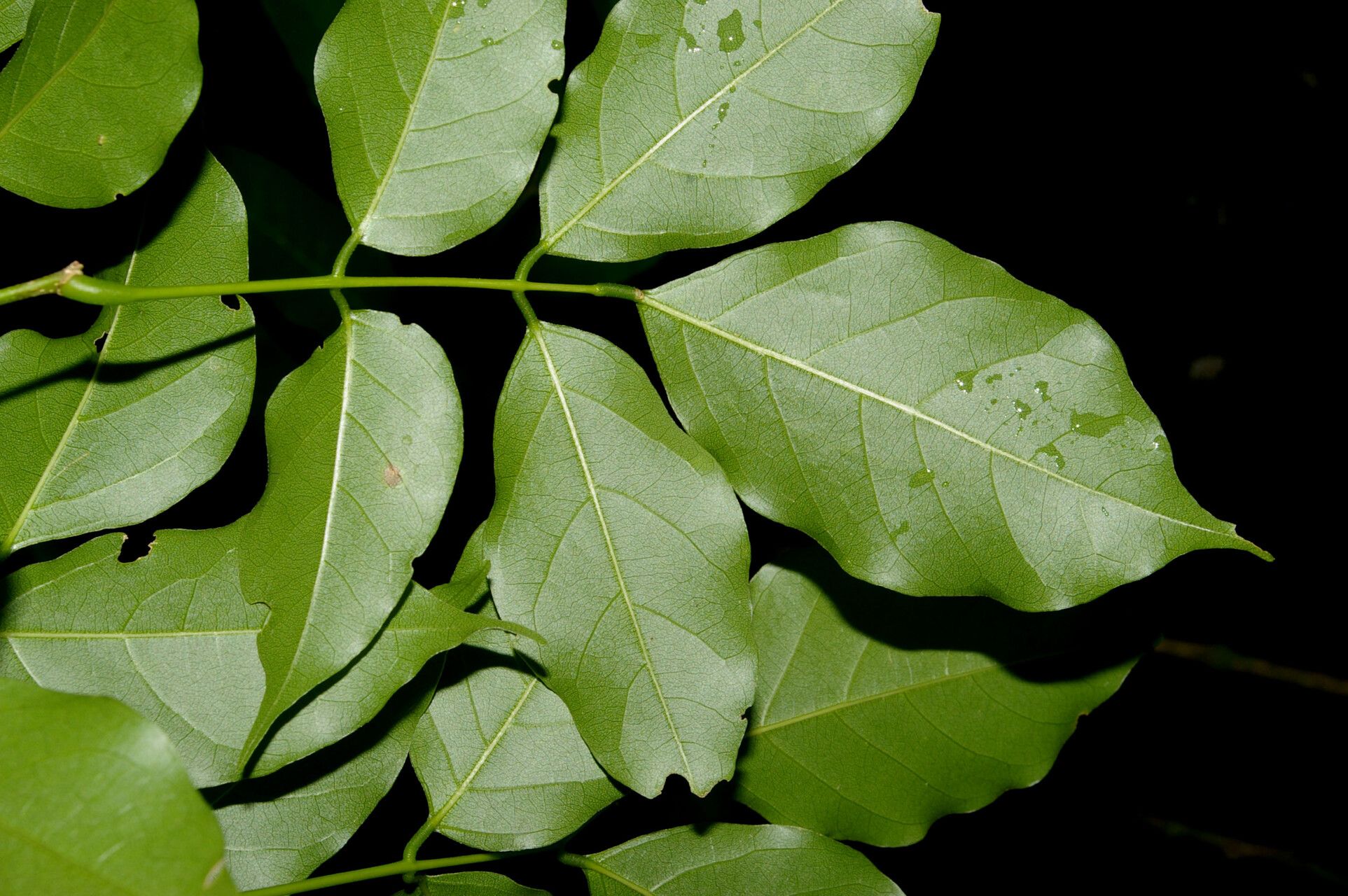 Lonchocarpus atropurpureus leaf