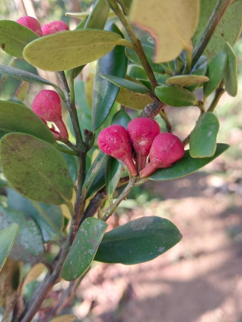 Symphonia microphylla flower