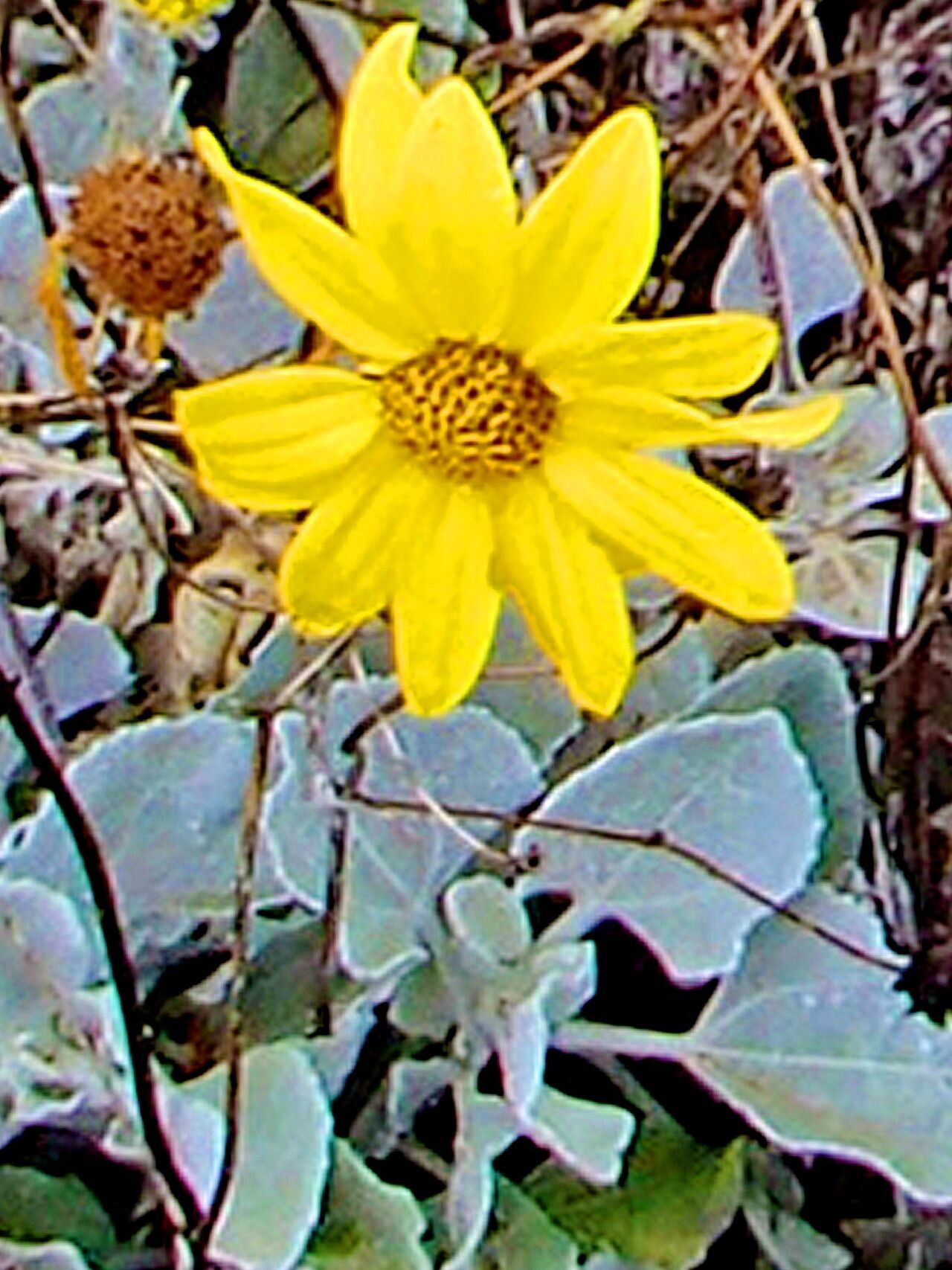 Bahiopsis lanata — related species from the same genus