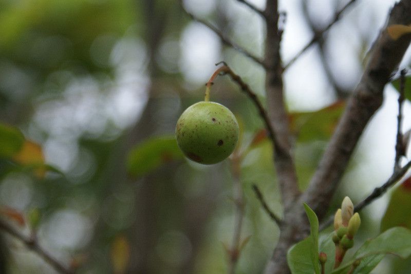 Ixora borboniae fruit