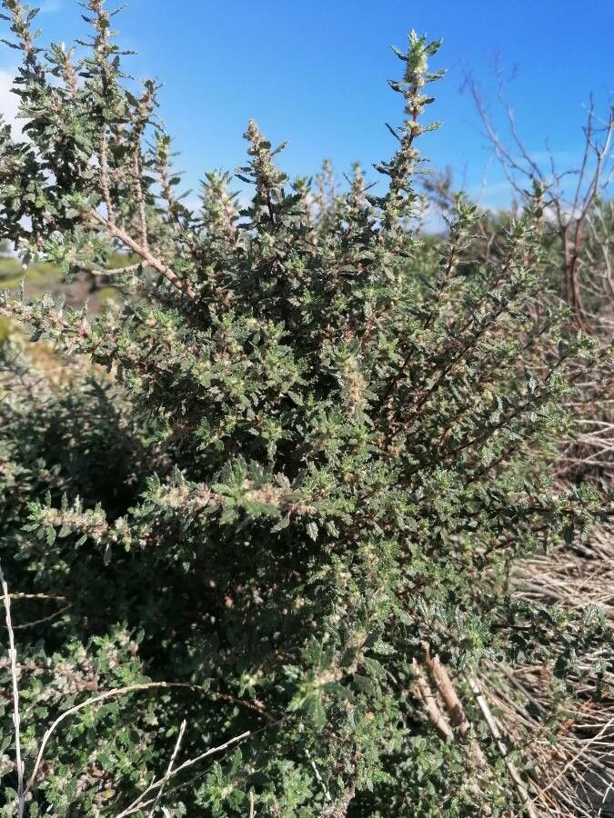 Forsskaolea angustifolia — related species from the same genus