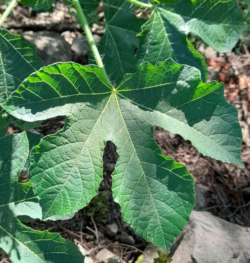 Cnidoscolus urens leaf