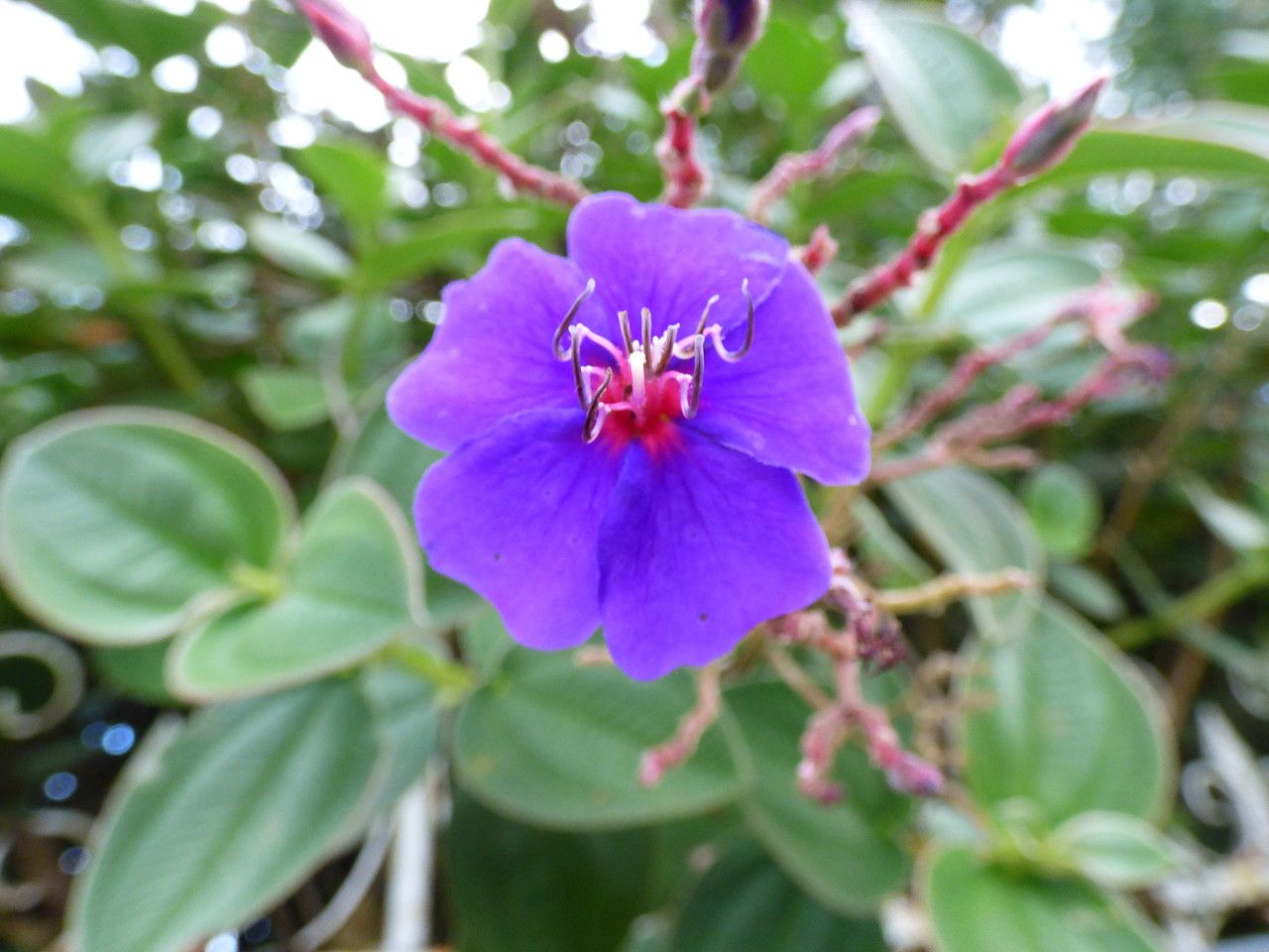 Tibouchina grandifolia flower