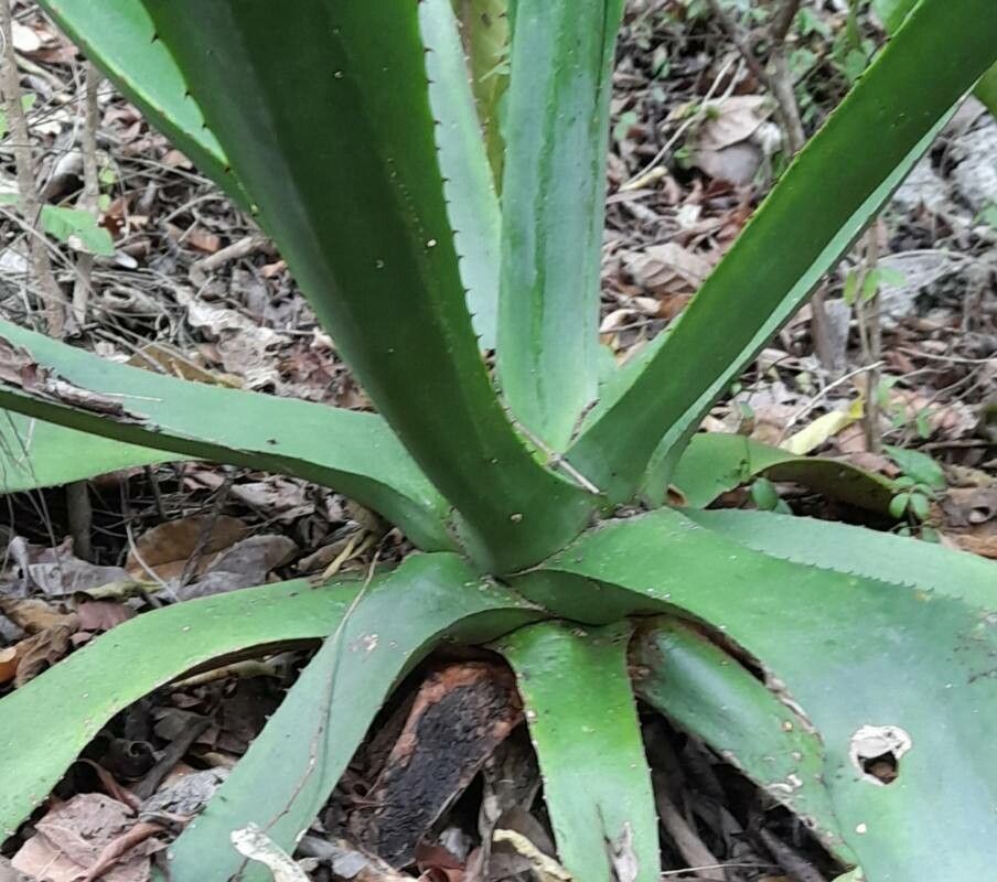 Agave antillarum — search result for 'Agave'