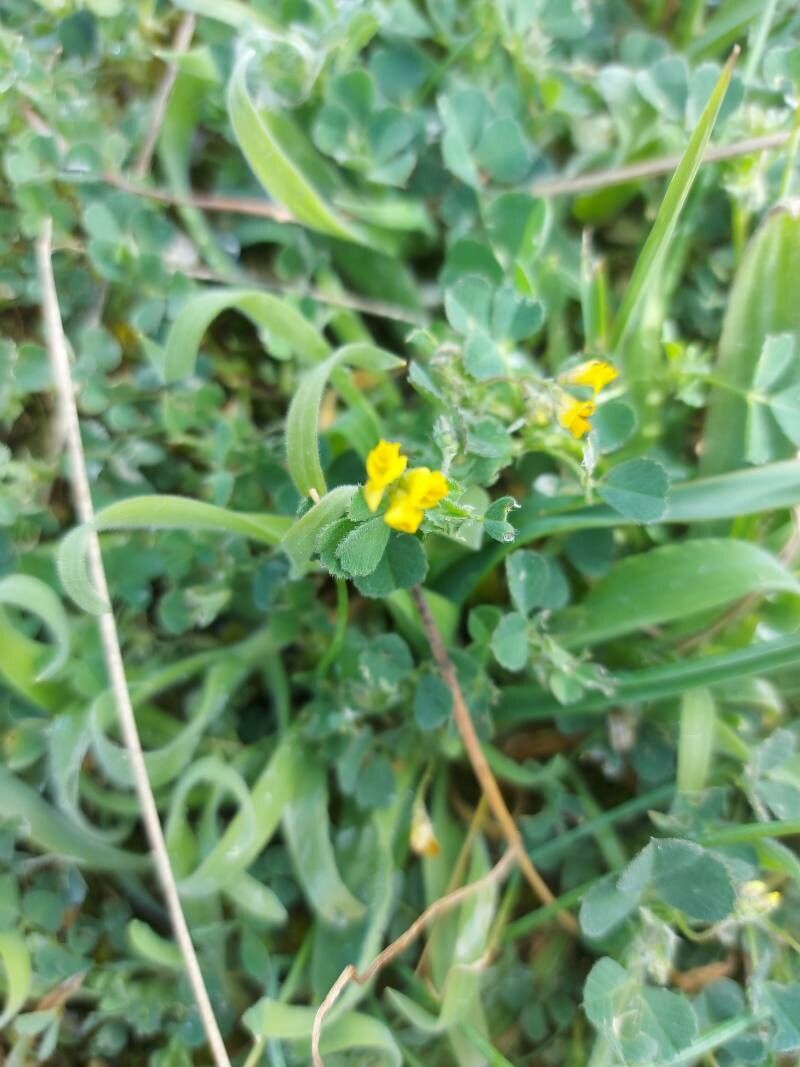 Medicago tornata flower