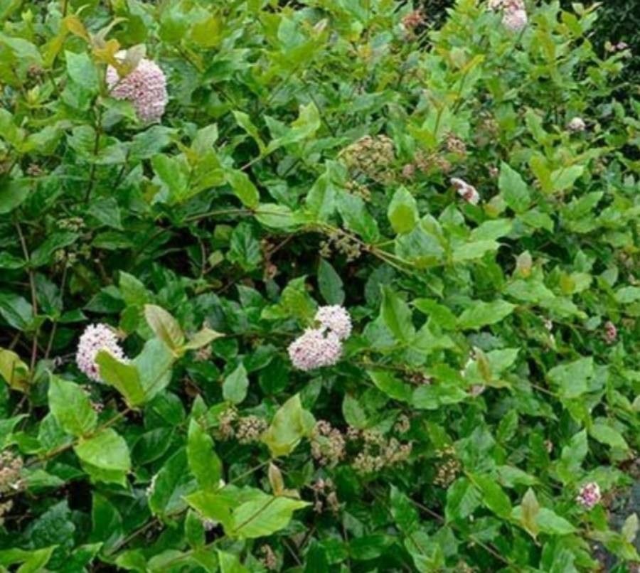 Rogiera amoena — search result for 'Belize'