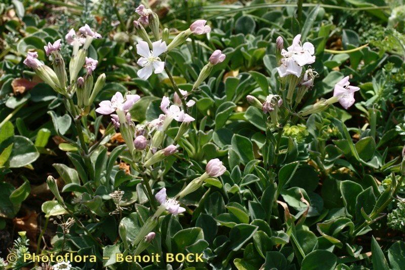 Silene rothmaleri habit