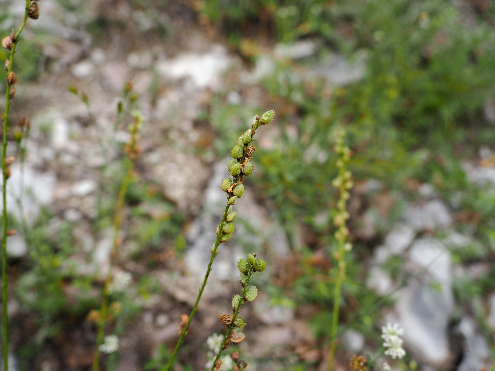 Onobrychis angustifolia fruit