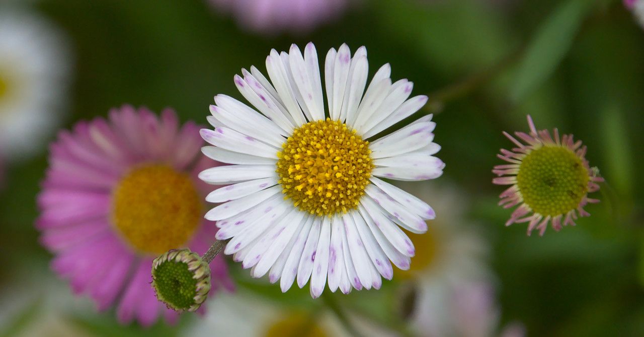 Erigeron karvinskianus fruit