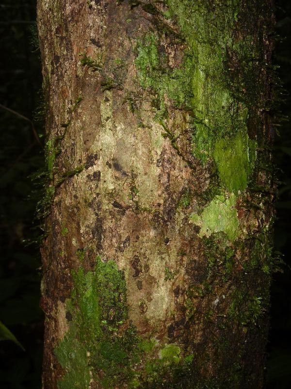 Aniba hostmanniana bark